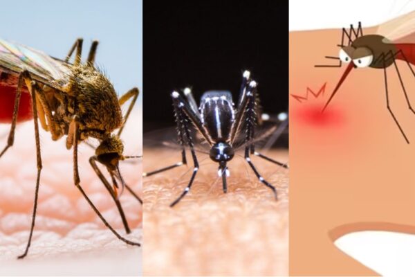 Dengue Fever: “डेंगू बुखार का रहस्योद्घाटन लक्षण, रोकथाम, और वैश्विक प्रभाव 2023